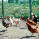 Različite vrste kokoši