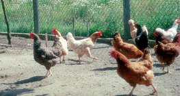 Različite vrste kokoši