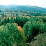 Bjelogorična šuma