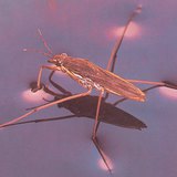 Vodena stjenica
