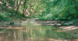 Potok Cuha u Bakonyu (Mađarska)