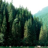 Crveno jezero u Transilvaniji stvoreno odronjavanjem