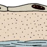 Skvamozno epitelno tkivo