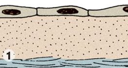 Skvamozno epitelno tkivo