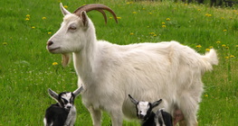 Koza s kozlićima