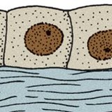 Kuboidno epitelno tkivo