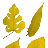 Lišće