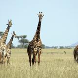 Žirafe u Nacionalnom parku Serengeti