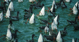 Crvenonoge prutke se hrane