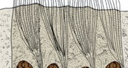 Epitel prekriven cilijama