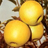 Golden Delicious, sorta jabuka