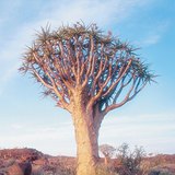 Drvo baobab