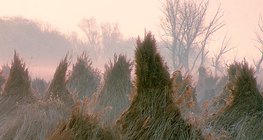 Sasječena i u snopove uvezana trska