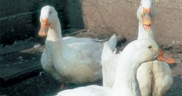 Kućne patke