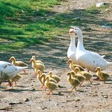 Domaća guska s mladima