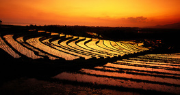 Terasasta polja riže u Baliju