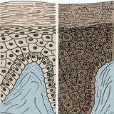 Koža u crnaca i bijelaca