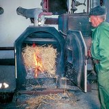 Spaljivanje triješća trske