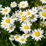 Kamilica