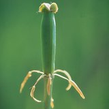 Tulipan nakon gnojenja