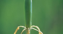 Tulipan nakon gnojenja