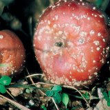 Jabuka opustošena monilijom