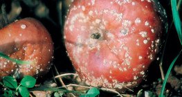 Jabuka opustošena monilijom