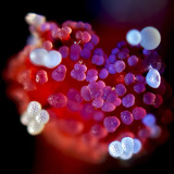 Tučak cvijeta peruanskog noćurka, na njemu peludna zrnca