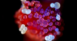 Tučak cvijeta peruanskog noćurka, na njemu peludna zrnca