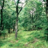 Hrastova šuma