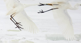 Borba između velikih bijelih čaplji