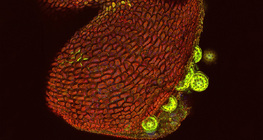 Otvaranje peludne vrećice cvijeta peruanskog noćurka (konfokalni laserski skenirajući mikroskop)