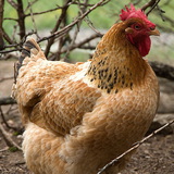 Kokoš