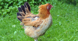 Kokoš