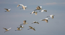 Velike bijele čaplje u letu