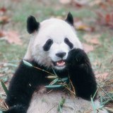 Velika panda