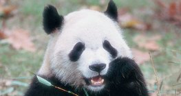Velika panda