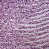 Presjek riblje škrge