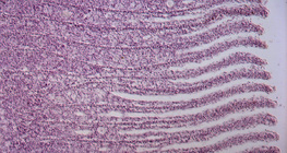 Presjek riblje škrge