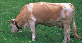 Govedo