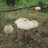 Velika sunčanica