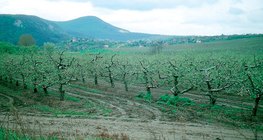 Proljeće u voćnjaku jabuka