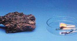 Drvo sporo trune ali zato brzo gori