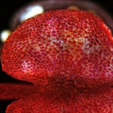 Mirabilis pollen sack, opened (optical microscope)