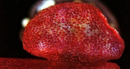 Otvaranje peludne vrećice cvijeta peruanskog noćurka (optički mikroskop)