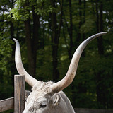 Mađarsko sivo govedo