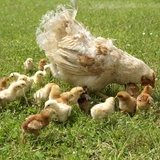 Kokoš i njeni pilići