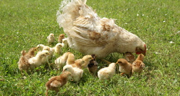 Kokoš i njeni pilići