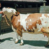 Govedo