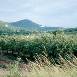 Voćnjak jabuka ljeti